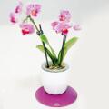 Purpur Teslaplatte® mit Orchidee